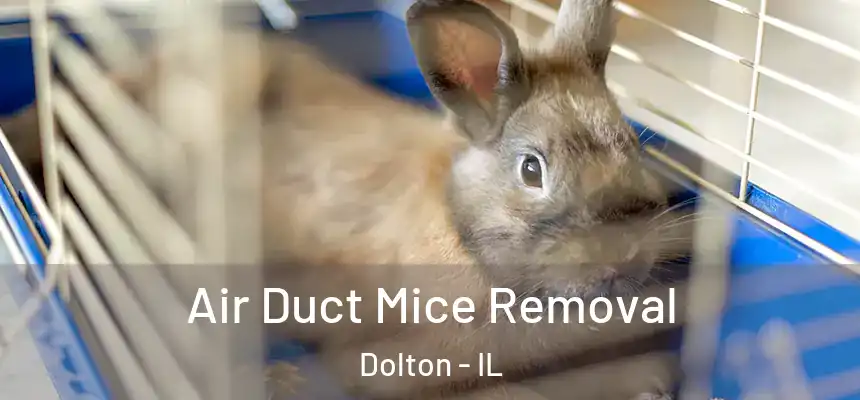  Air Duct Mice Removal Dolton - IL
